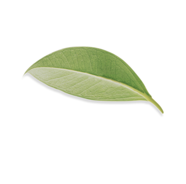 Leaf-21.png