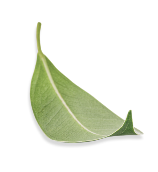 Leaf-31.png